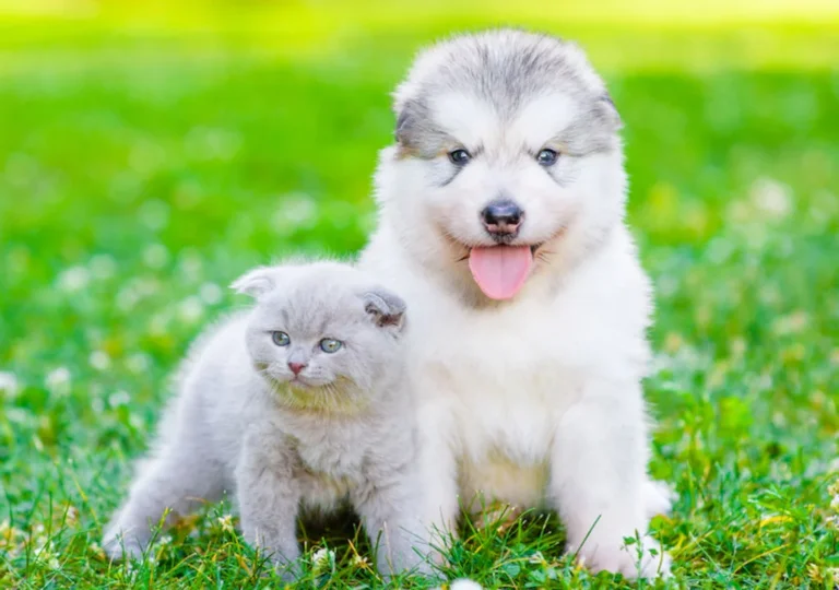 Baromètre 2026 de l’identification des chiens et des chats en France