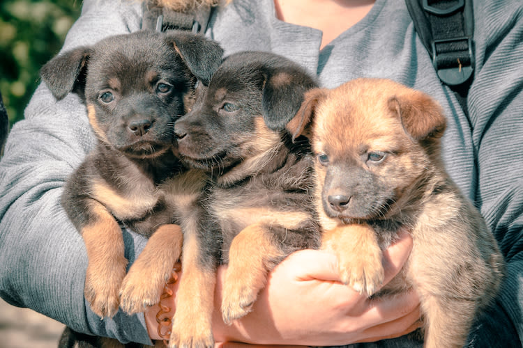 Un certificat d’engagement pour adopter un chien ou chat