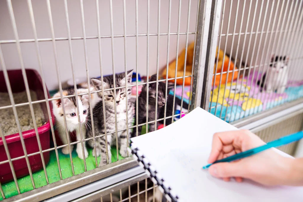 certificat_d_engagement_et_de_connaissance_chien_chat