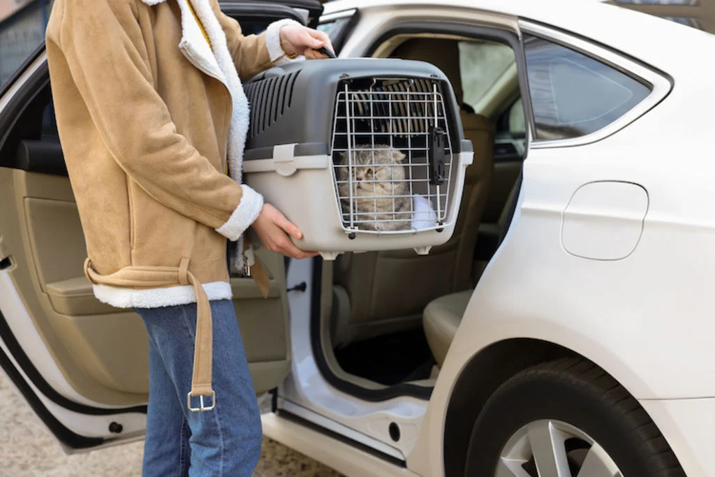 chat_voyage_securite_voiture