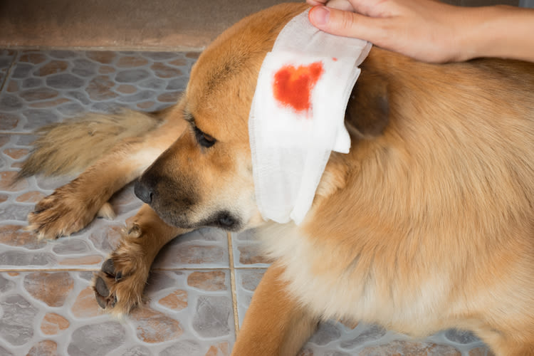 Premiers secours: des gestes pour sauver son chien ou chat