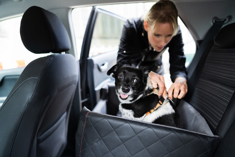 Voyager en toute sécurité en voiture avec votre animal