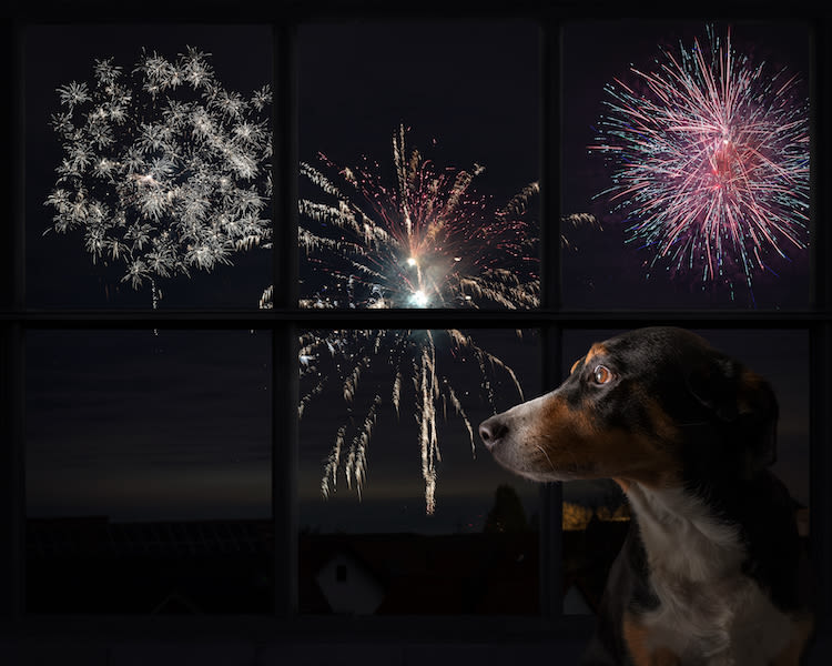 Dangers des feux d’artifice : comment protéger son chien ?