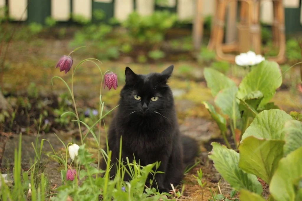 journee_internationale_du_chat_noir