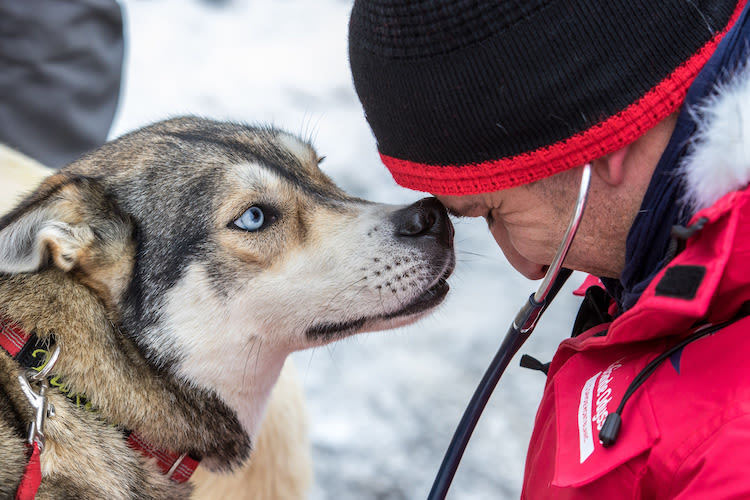 Grande odyssée : la santé animale au cœur de la course