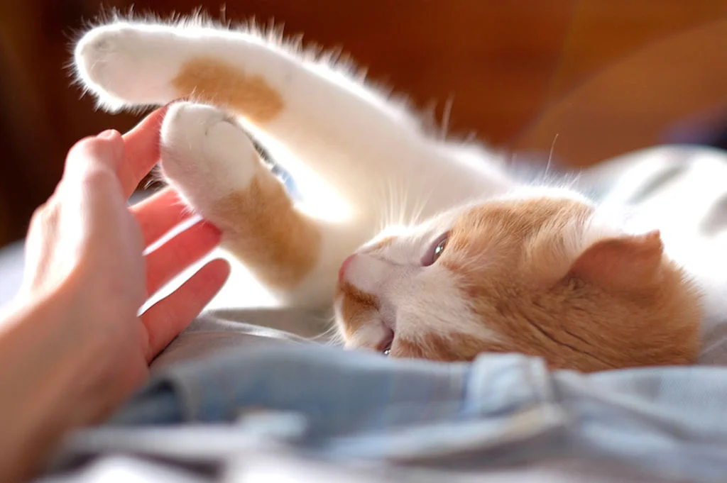 chat_coup_de_patte
