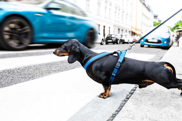 Quelles actions pour la place de l’animal en ville ?