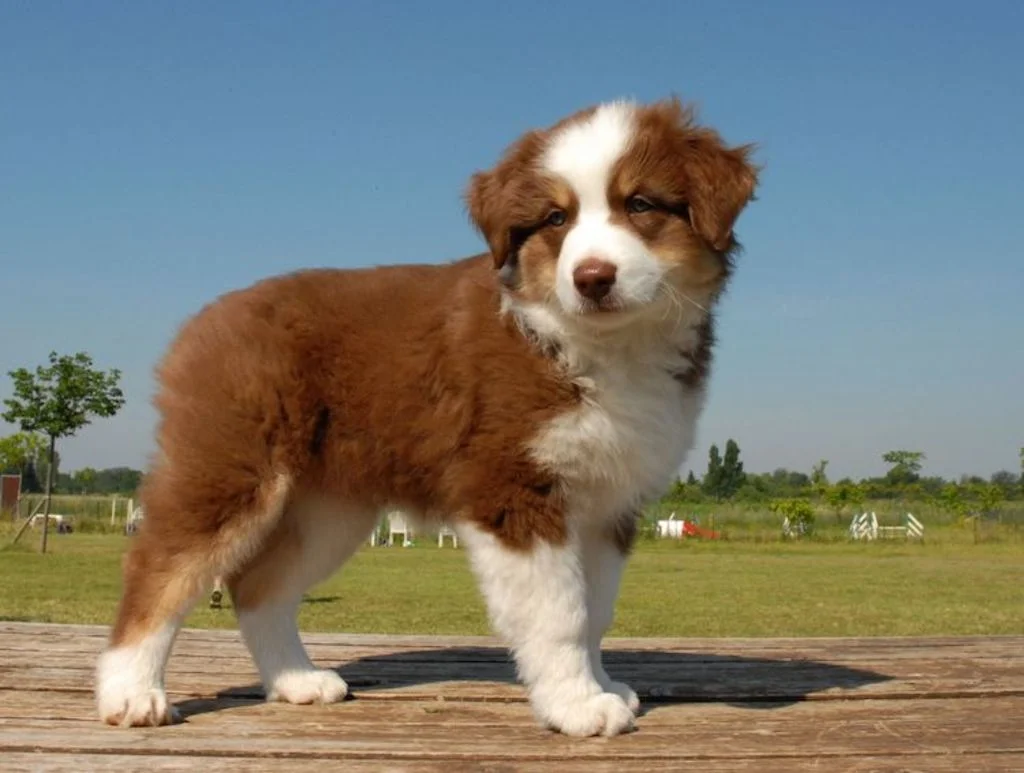 chiot_berger_australien