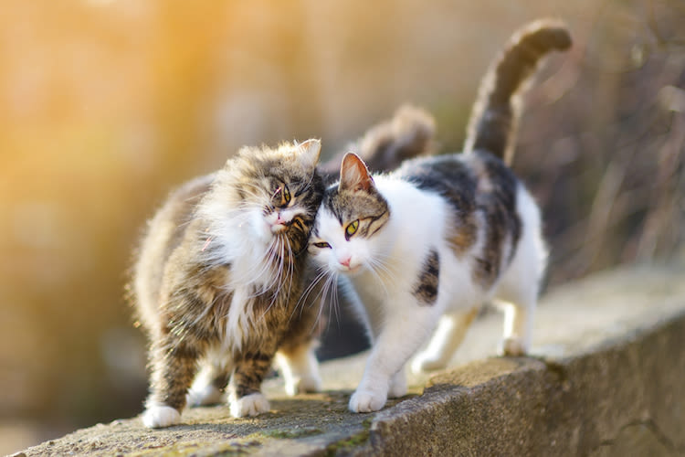 Où en est l’identification des chats en France ?