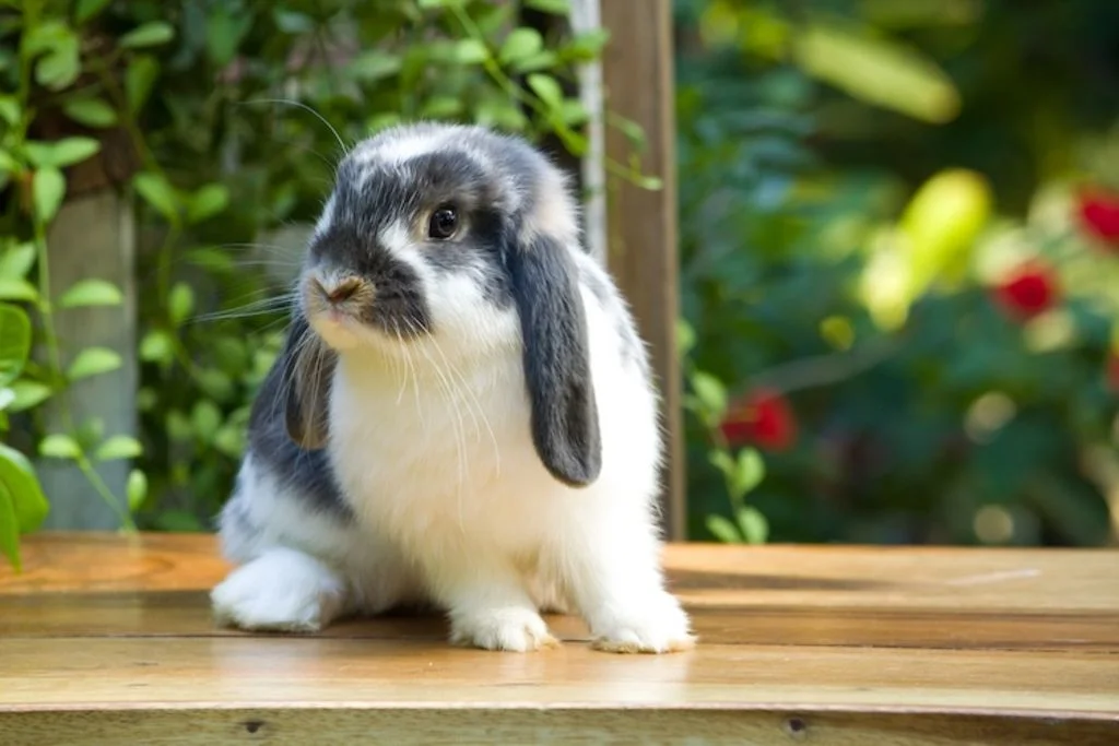 proprete_chez_le_lapin