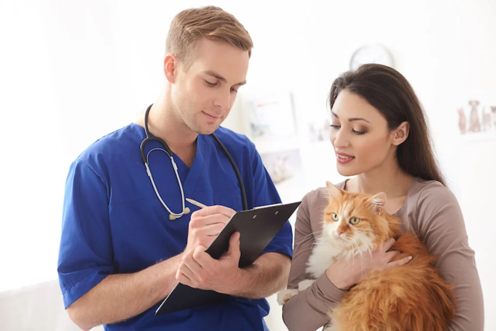 sterilisation_chat_veterinaire