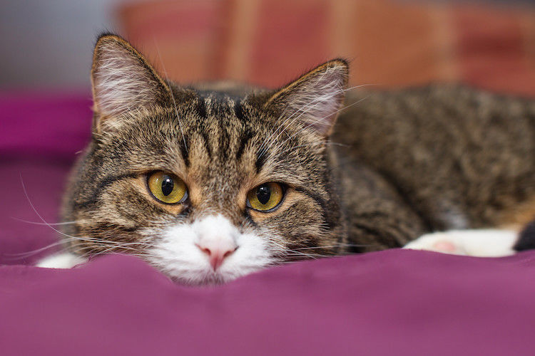 La Maladie Inflammatoire Chronique de l&rsquo;Intestin (MICI) chez le chat