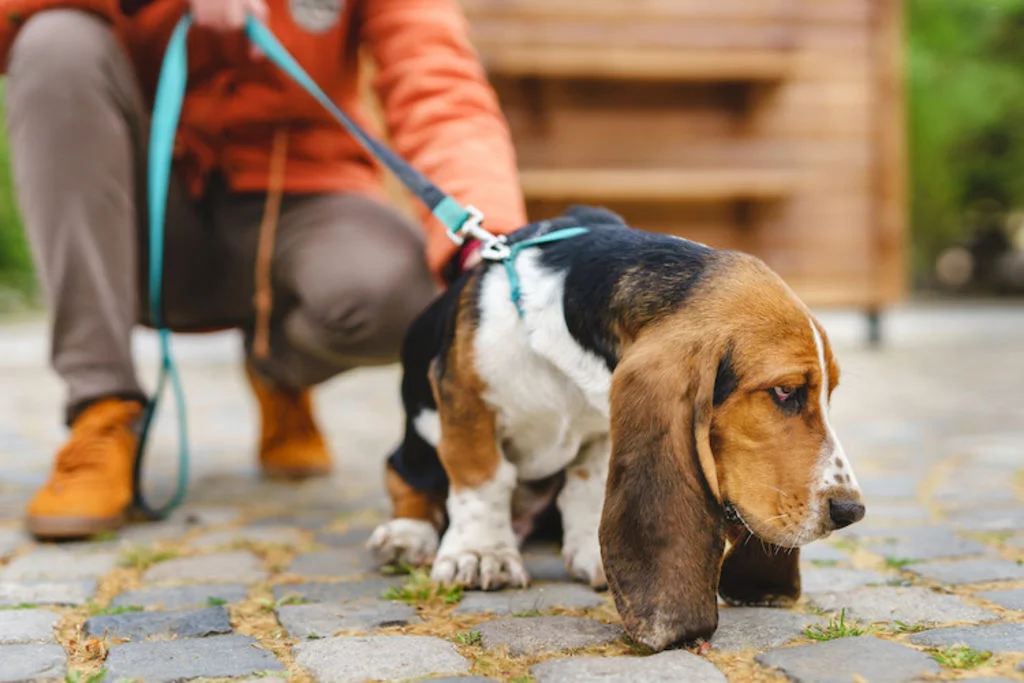 basset_hound_hernie_discale