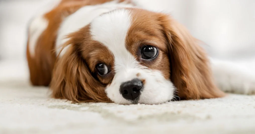 cavalier_kin_charle_hernie_discale