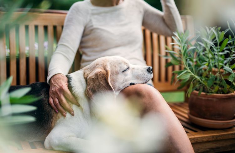 Pourra-t-on être enterré avec son chien ou son chat ?