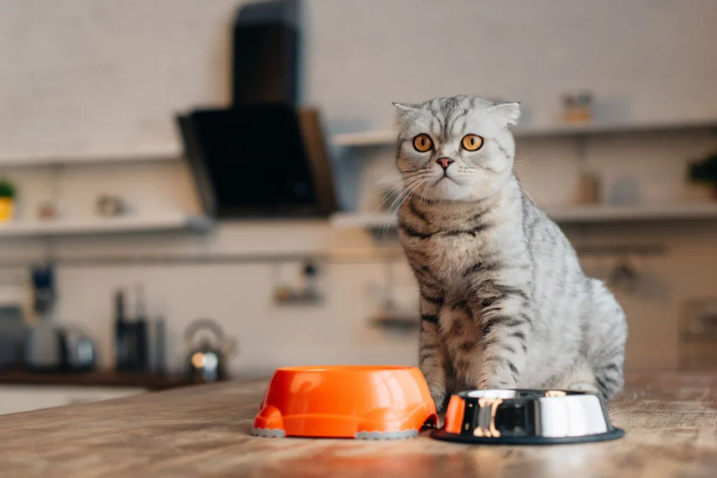 prix_de_l_alimentation_pour_animaux_de_compagnie