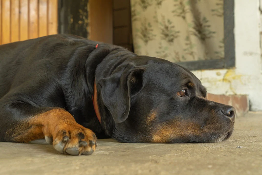 rottweiler_hernie_discale