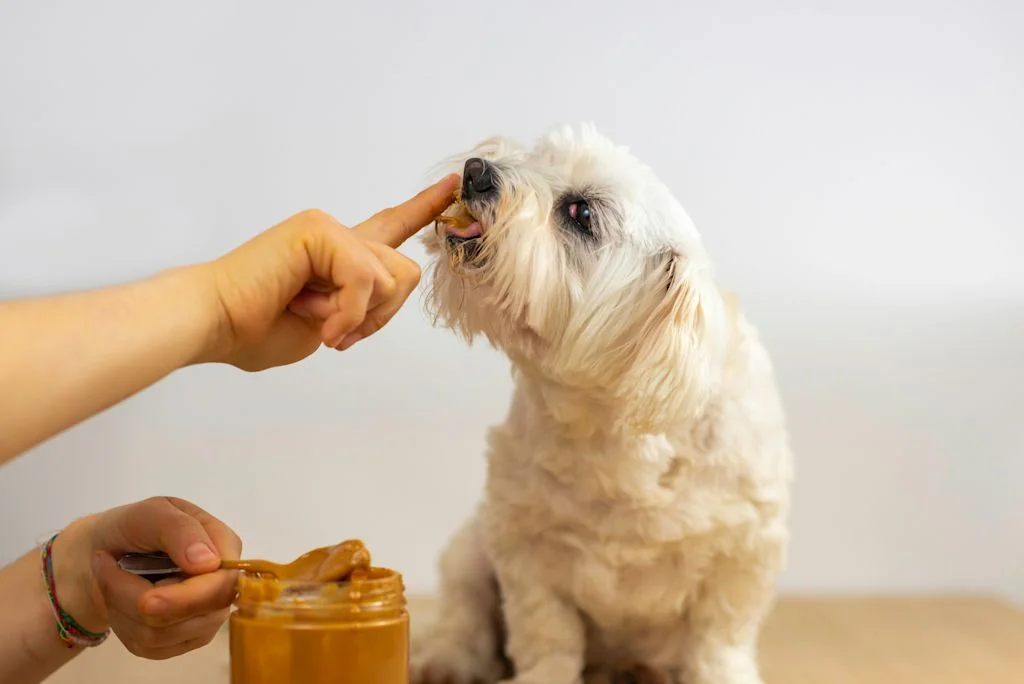 Beurre de cacahu&egrave;te chien
