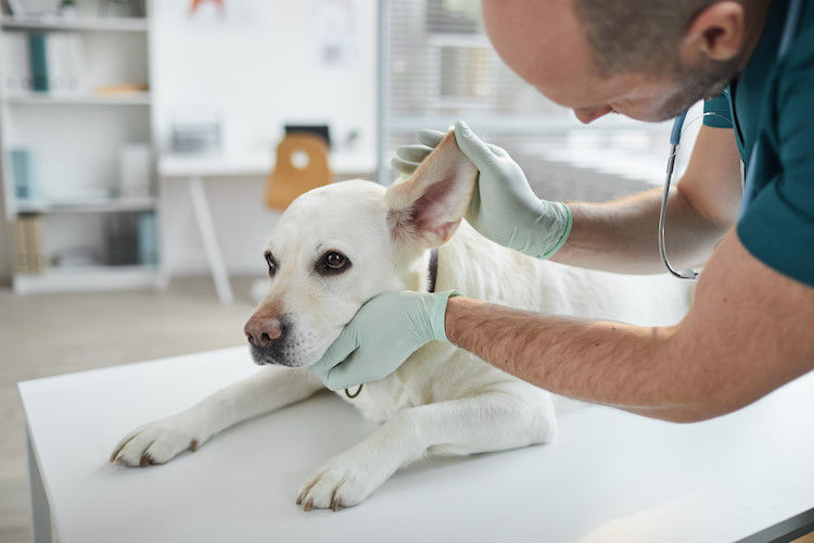 Dermatite atopique du chien : comment la soigner ?