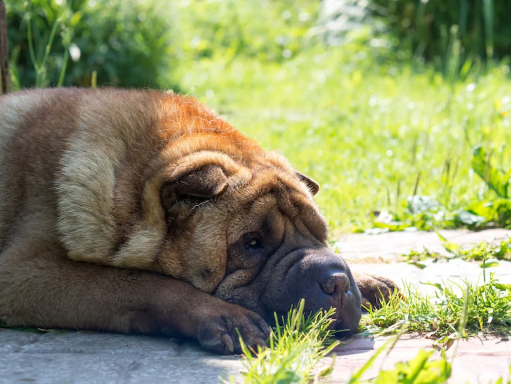 Dermatite_atopique_chez_le_chien_shar_pei