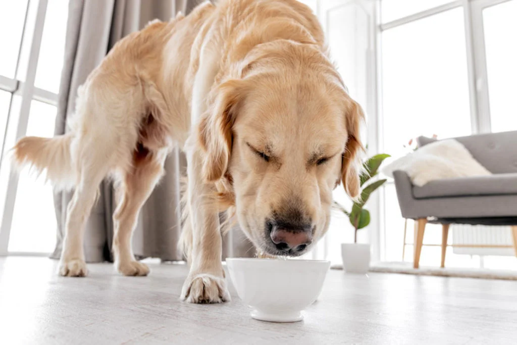 boisson_ diabete_sucre_du_chien