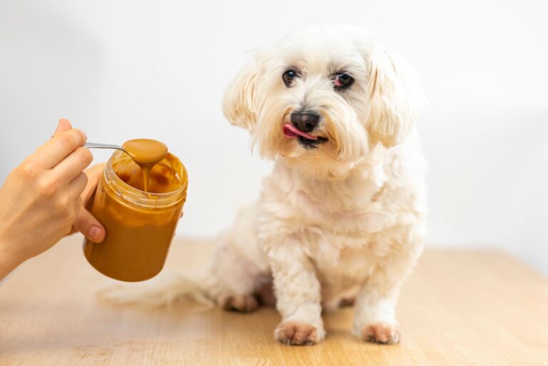 Le beurre de cacahuète est-il sans danger pour mon chien ?