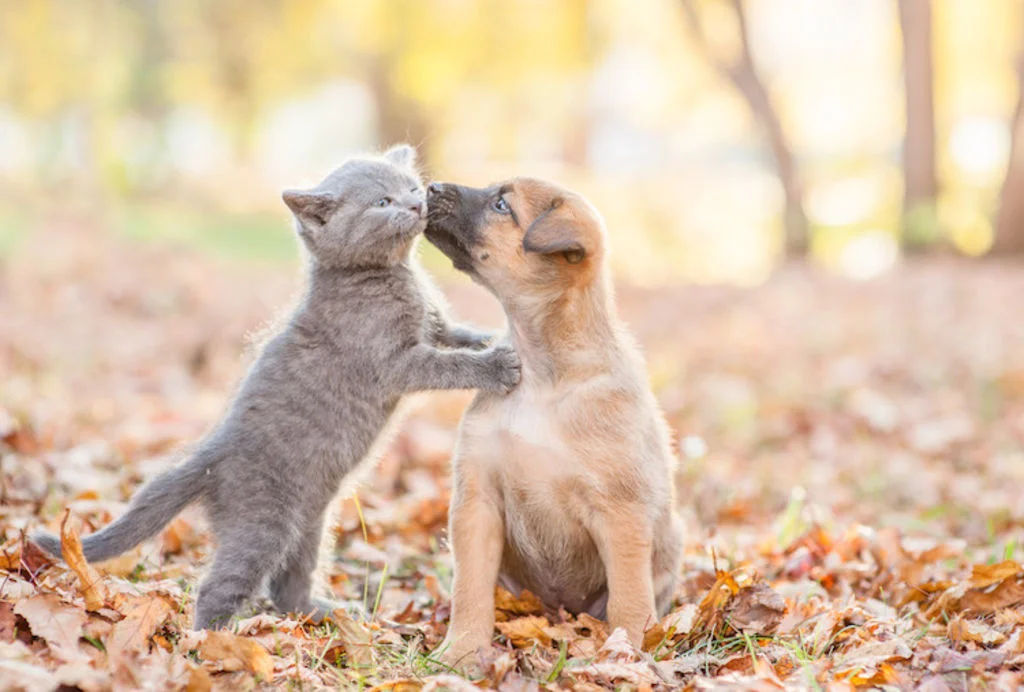 choisir_un_nom_pour_son_chien_ou_chat