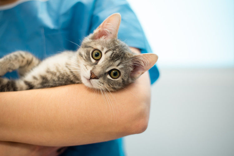 Le coryza du chat : une maladie très contagieuse
