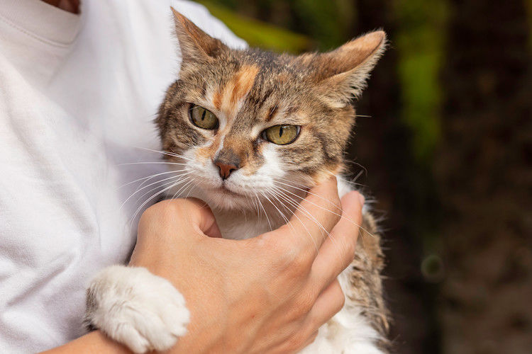 Assurance pour chat : comment fonctionne la garantie décès