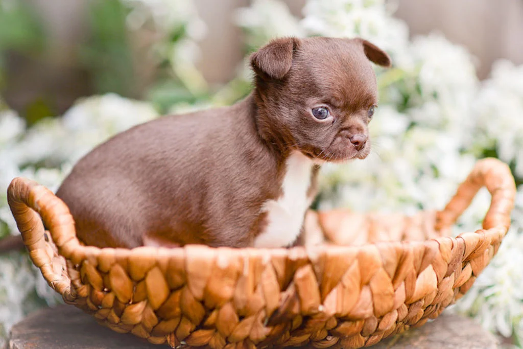 quel_nom_donner_a_son_chien_en_2023_lettre_U