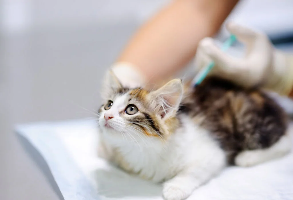 vaccin_coryza_chat