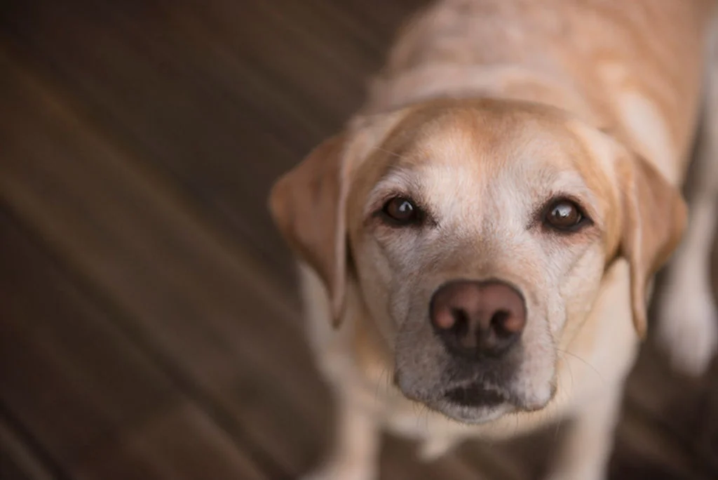 6 Comment_dire_je_t _aime_a_mon_chien