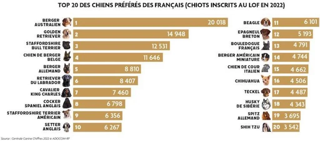 TOP_20_races_de_chiens_preferees_2022