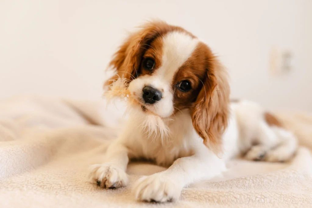 cavalier_king_charles_chien_prefere_des_francais.