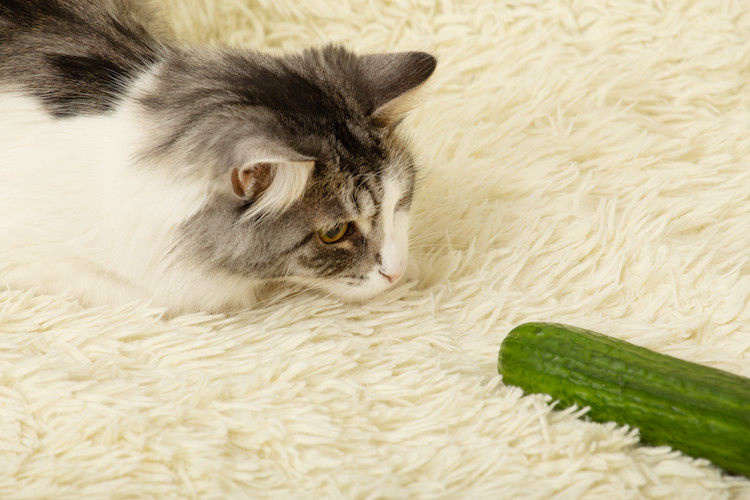 Pourquoi les chats ont peur des concombres ?