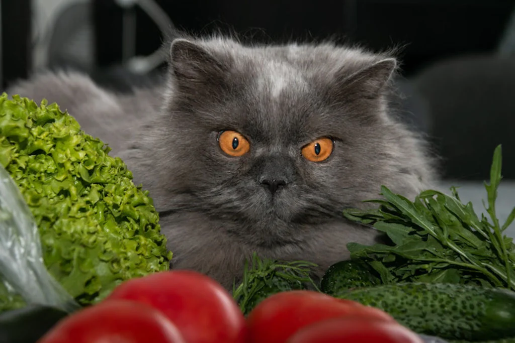 chat_peur_legumes