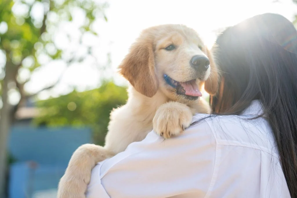 chien attache maitresse