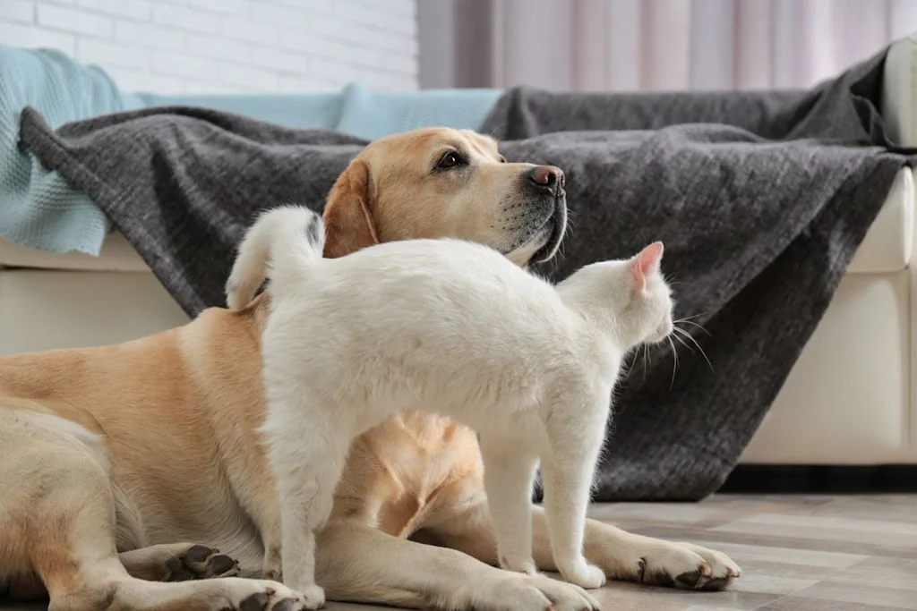 chien chat amoureux