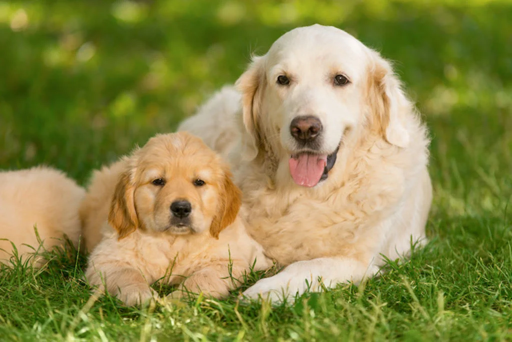 golden_retriever_chien_prefere_des_francais.