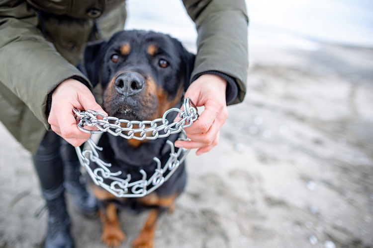 Colliers de dressage interdits pour les chiens et chats
