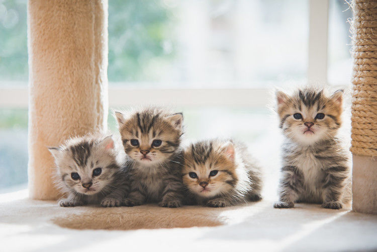 Trouvez le nom de votre chat en U pour 2023