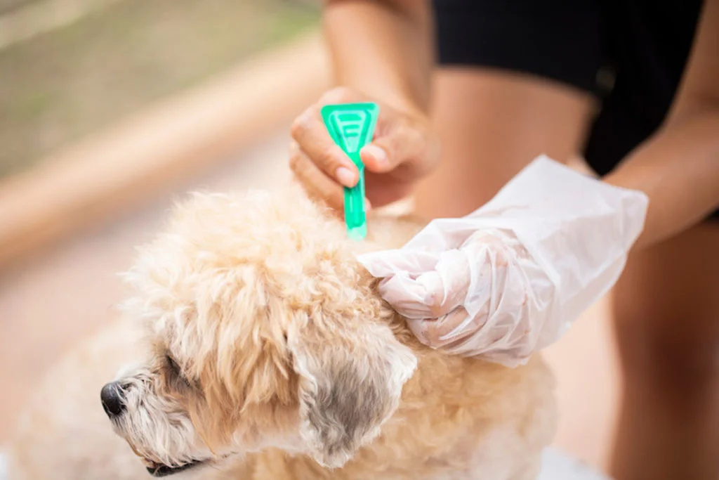 pipette_tique_chien