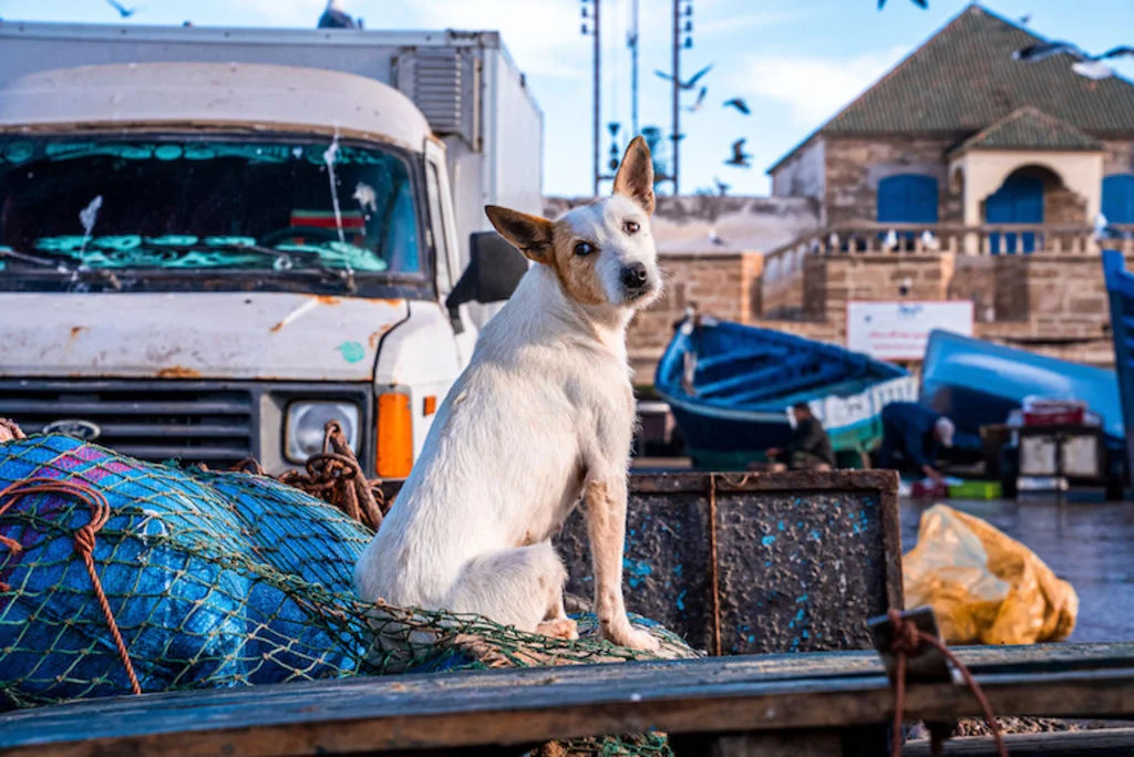 rage_chez_le_chien_Maroc