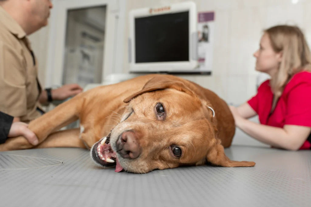 rage_chez_le_chien_veterinaire