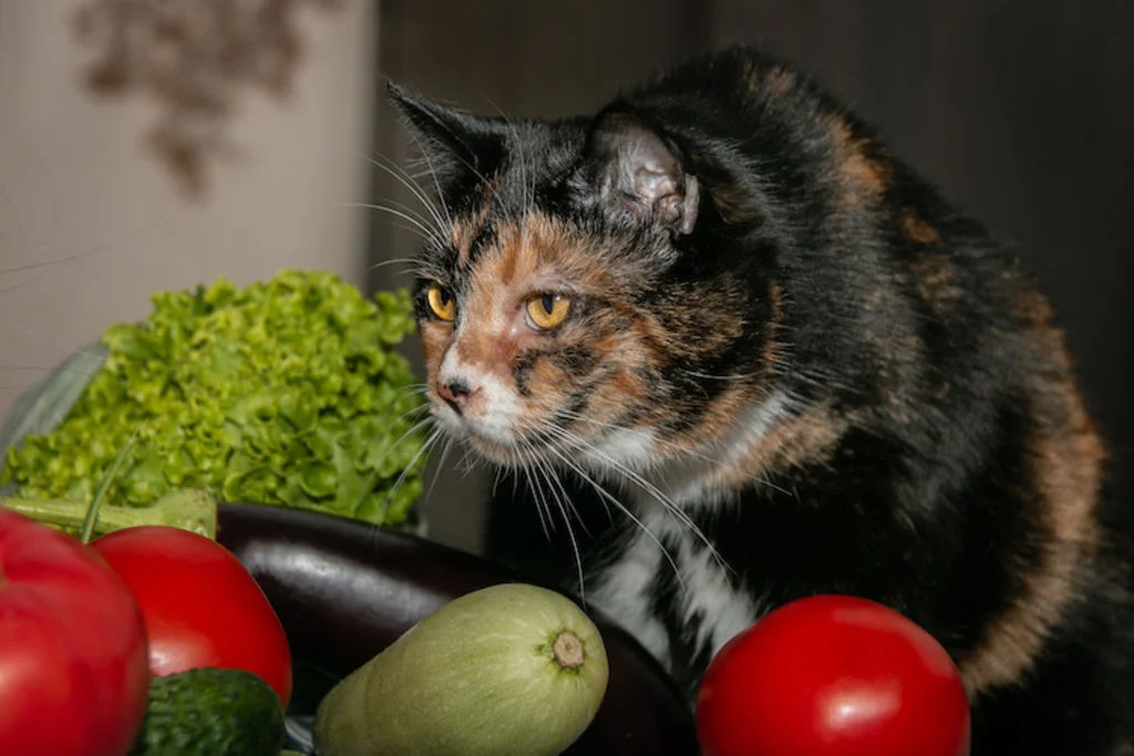 reaction_de_peur_chez_le_chat
