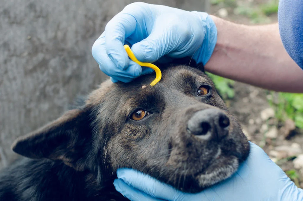 retirer_une_tique_chez_le_chien