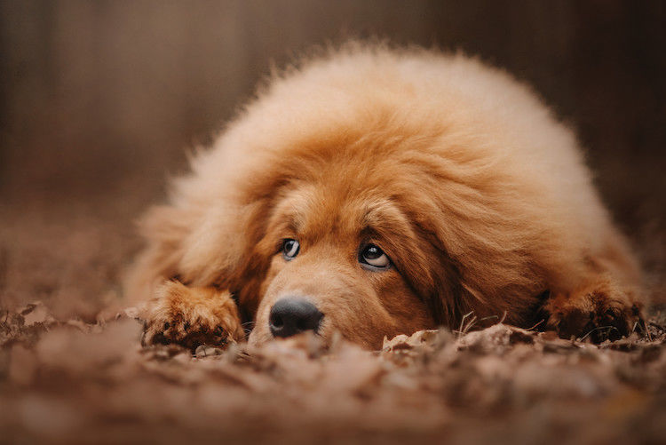 Arthrose chez le chien : reconnaître et traiter la maladie
