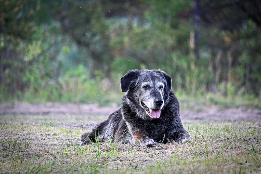 arthrose_chien_age
