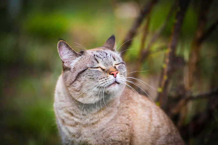 Calicivirus chez le chat : un vaccin existe