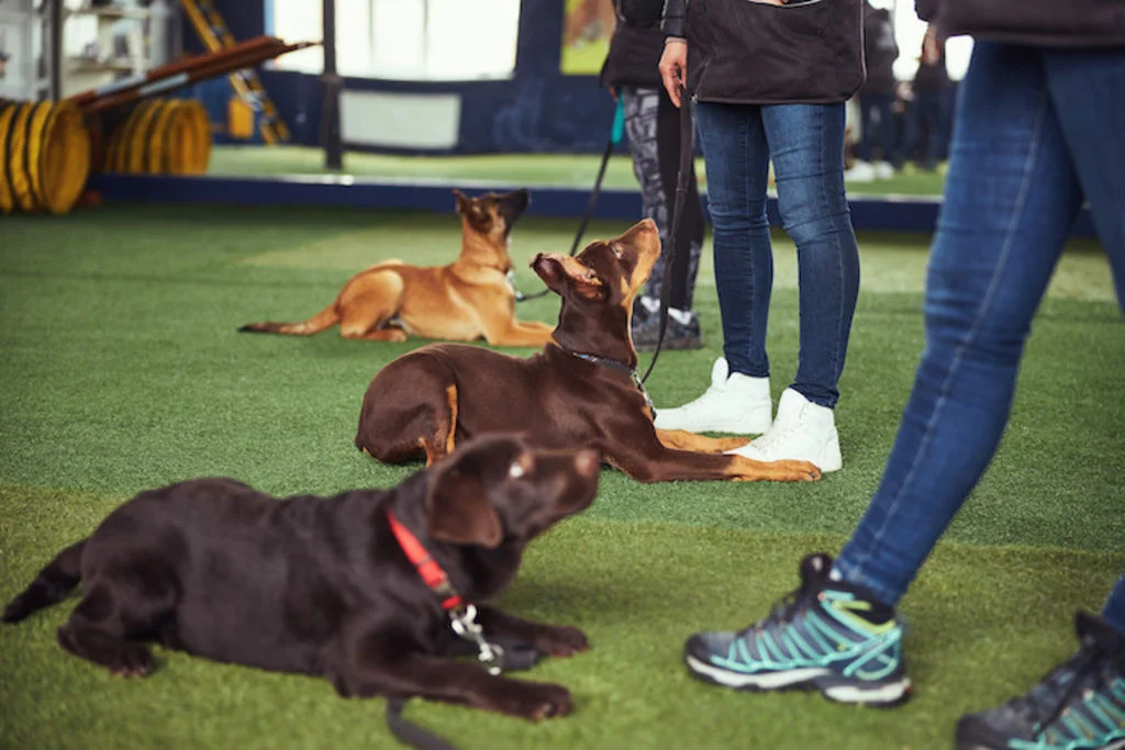 centre education canine